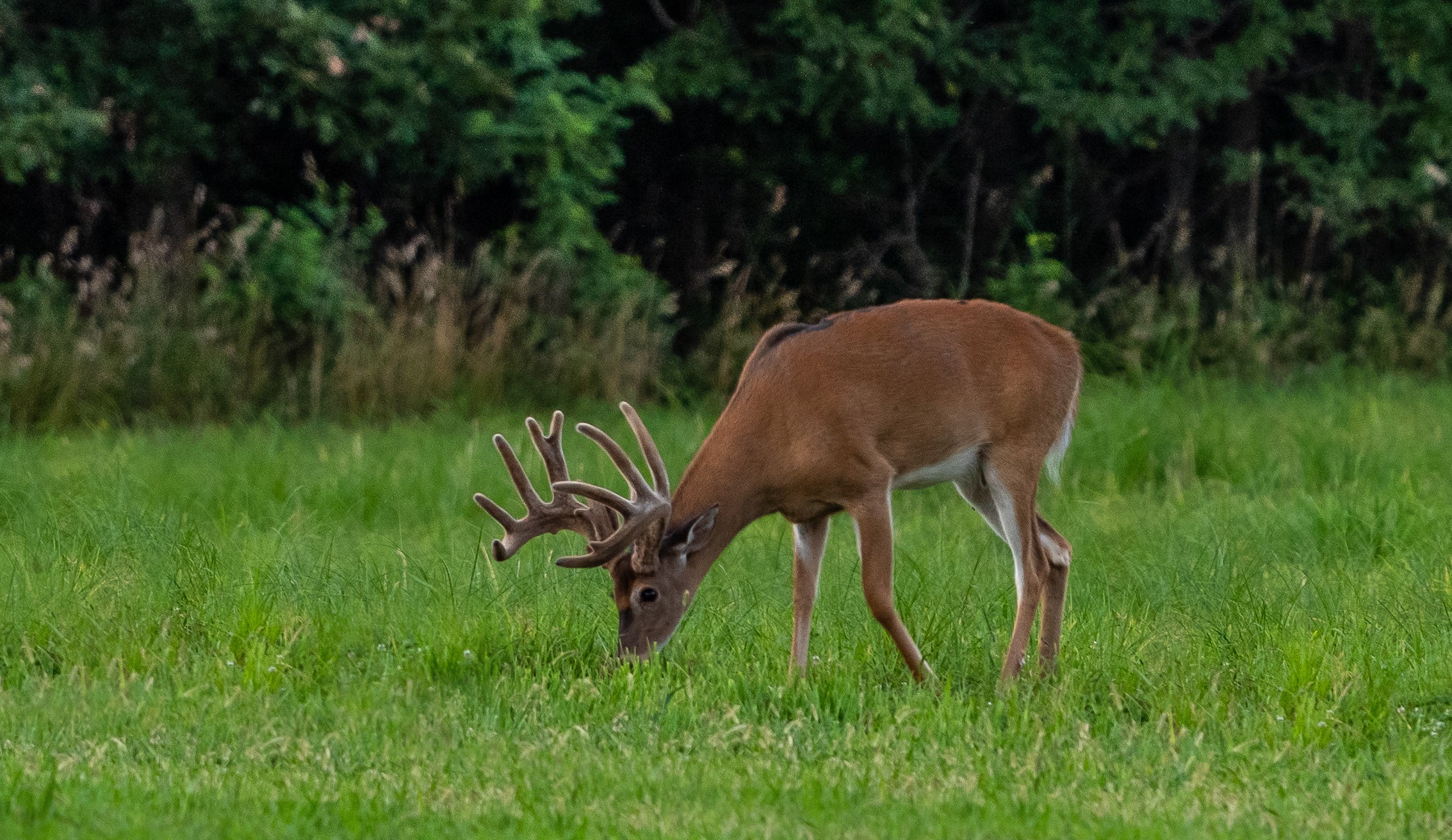Chapter 4 - Deer Behavior: Daily Needs