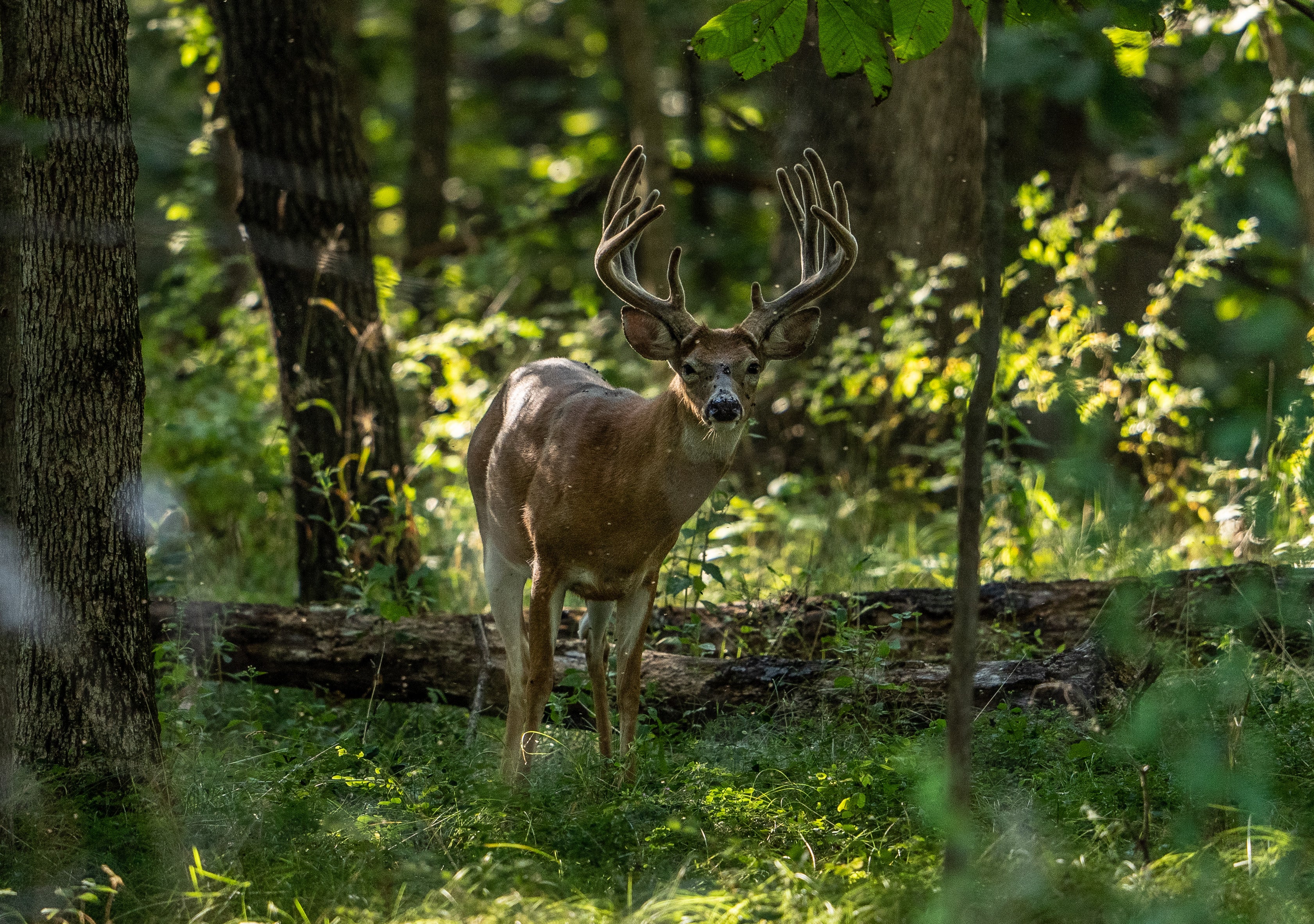 Chapter 4 - Deer Behavior: Deer Senses