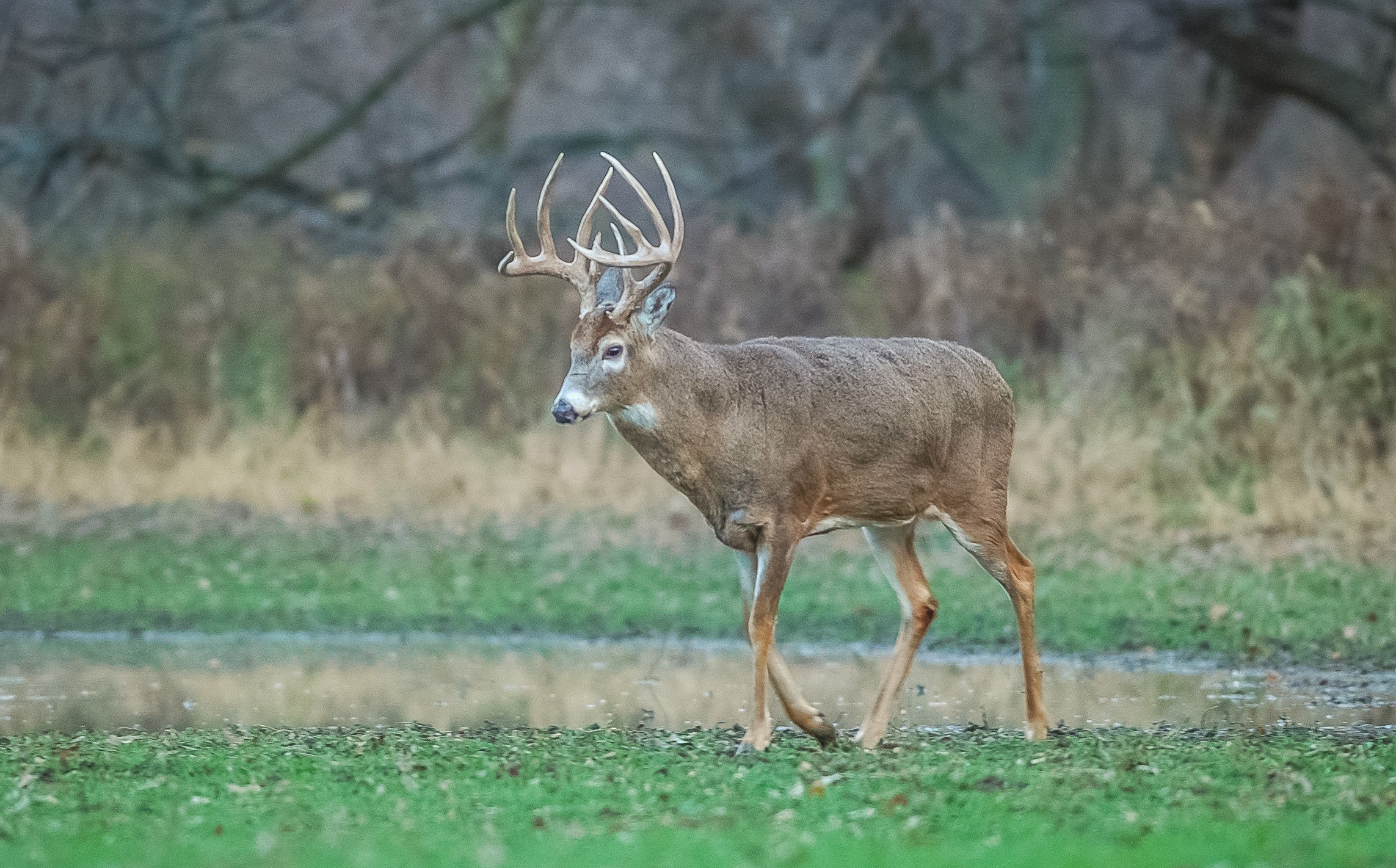 Chapter 4 - Deer Behavior: Deer Movements